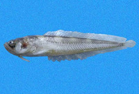 Porichthys oculellus, Smalleye midshipman: