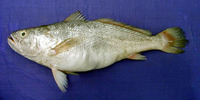 Otolithes cuvieri, Lesser tigertooth croaker: fisheries