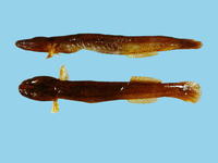 Luciogobius guttatus, Flat-headed goby: