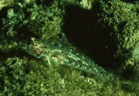 Fusigobius duospilus, Barenape goby: