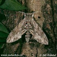 Agrius convolvuli - Convolvulus Hawk-moth