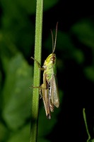 Chorthippus parallelus - Meadow Grasshopper