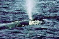 Image of: Balaenoptera musculus (blue whale)