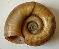 Planorbarius corneus - Great Ramshorn Snail