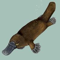 Image of: Ornithorhynchus anatinus (duck-billed platypus)