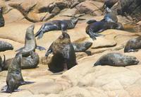 ...ion), Arctocephalus australis (South American fur seal)