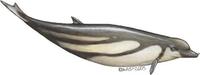 Image of: Tasmacetus shepherdi (Shepherd's beaked whale)