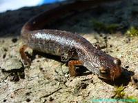 Hemidactylium scutatum - Four-toed Salamander