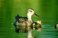 Anas strepera - Gadwall