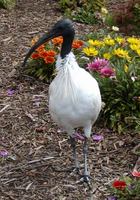 Threskiornis aethiopicus - Sacred Ibis