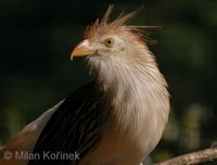 Guira guira - Guira Cuckoo