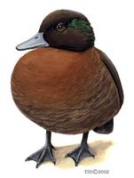 Image of: Anas aucklandica (flightless teal)