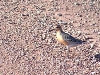 Image of: Calidris canutus (red knot)