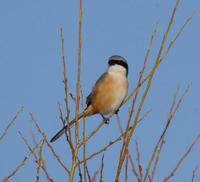 Image of: Lanius tephronotus (grey-backed shrike)