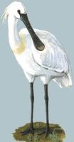 Image of: Platalea leucorodia (Eurasian spoonbill)