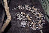 Bitis gabonica - Gaboon Viper