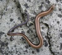 Anguis fragilis - Slow Worm