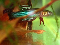 Betta sp. Pangkalanbun