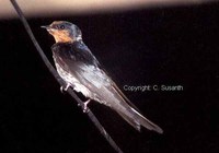 Hill Swallow - Hirundo domicola