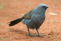 Apostlebird