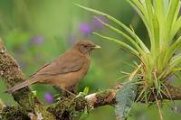 Clay-colored Robin (Turdus grayi) photo