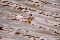 Cape Teal - Anas capensis