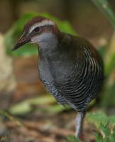 Guam Rail - Gallirallus owstoni