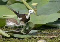 Pheasant-tailed Jacana - Hydrophasianus chirurgus