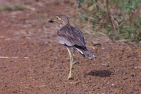 Senegal Thick-knee - Burhinus senegalensis