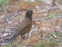 Izu Thrush (Turdus celaenops) photo