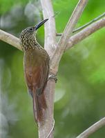 Cocoa Woodcreeper (Xiphorhynchus guttatus) photo