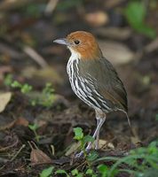 Chestnut-crowned Antpitta (Grallaria ruficapilla) photo