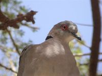 Ring-necked Dove - Streptopelia capicola
