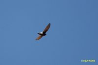 Little Swift - Apus affinis