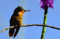 Tufted Coquette - Lophornis ornatus