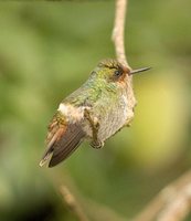 Frilled Coquette - Lophornis magnificus