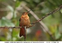 Shining Sunbeam - Aglaeactis cupripennis