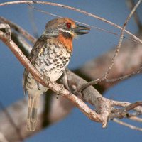 Spotted Puffbird - Bucco tamatia