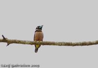 Black-and-yellow Broadbill - Eurylaimus ochromalus