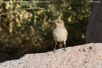 Plain-breasted Earthcreeper - Upucerthia jelskii