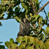 Restinga Antwren - Formicivora littoralis