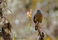 Bay-vented Cotinga - Doliornis sclateri