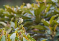 Peruvian Tyrannulet - Zimmerius viridiflavus