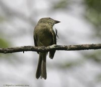 Hispaniolan Pewee - Contopus hispaniolensis