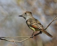 Ash-throated Flycatcher - Myiarchus cinerascens