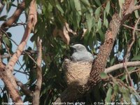 Ground Cuckoo-shrike - Coracina maxima