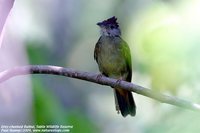 Gray-cheeked Bulbul - Alophoixus bres