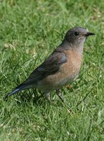 Western Bluebird - Sialia mexicana