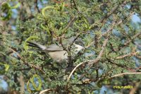 Western Orphean Warbler - Sylvia hortensis