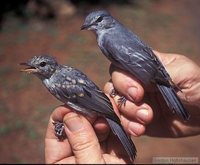 Ashy Flycatcher - Muscicapa caerulescens